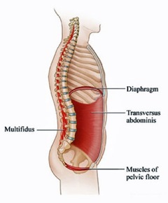 Our Core muscles surround our internal organs