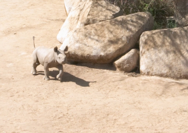 Rhino_running